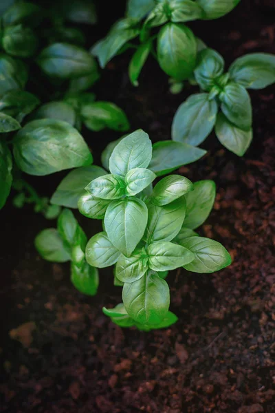 Plántulas de albahaca joven en sustrato de turba — Foto de Stock