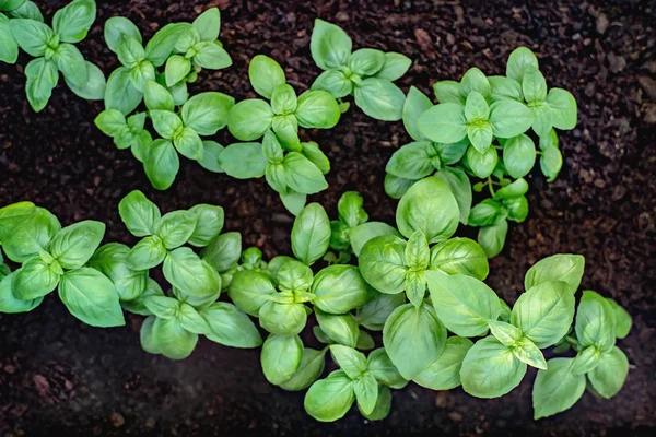 Young basil seedlings  in peat substrate — Stock Photo, Image