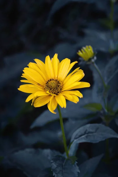Kwiat kwiat arniki — Zdjęcie stockowe