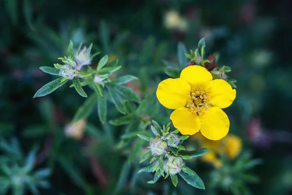 Flor amarilla Potentilia Fruticosa — Foto de Stock