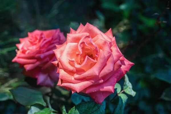 Güneşli sabahpembe gül çiçekleri — Stok fotoğraf