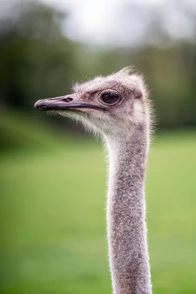 Retrato de straus — Foto de Stock