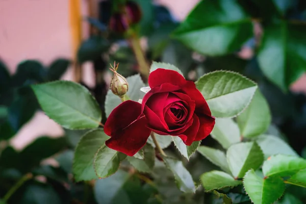 Czerwony kwiat róży i pączek w ogrodzie — Zdjęcie stockowe