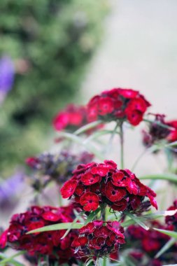 Dianthus barbatus veya şeker William