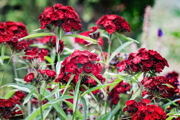 Dianthus barbatus veya şeker William