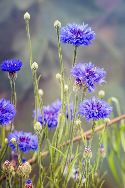 Голубые кукурузные цветы или Centaurea cyanus
