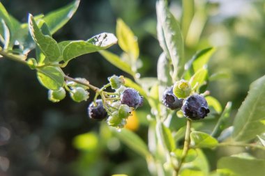 Yağmurdan sonra Unripe Vaccinium corymbosum çilek