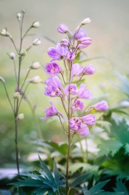 Delphinium elatum çiçek çiçekleri