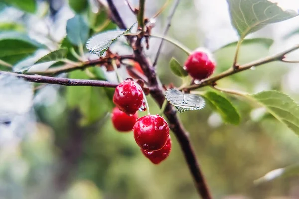 Větev malých stromů s třešně po dešti — Stock fotografie