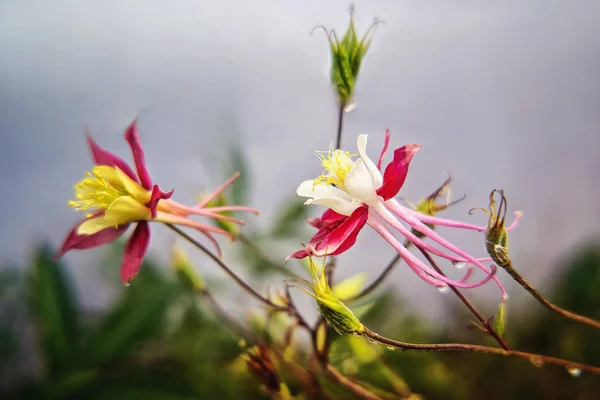Aquilegia 'Stella cremisi' in fiore all'inizio dell'estate — Foto Stock
