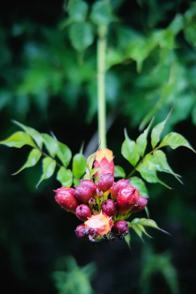 Táborové květy Campsis po dešti — Stock fotografie
