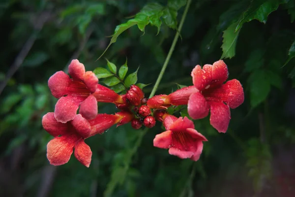 Campsis radicans virág virágzik a hangyák eső után — Stock Fotó