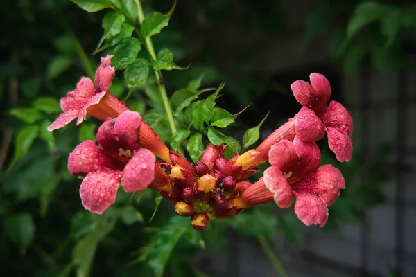 Campsis radicans virág virágzik a hangyák eső után — Stock Fotó