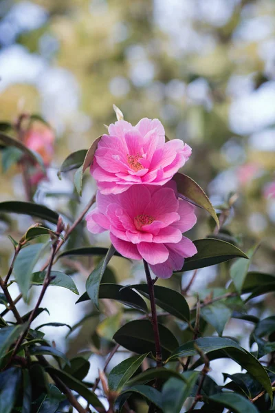 Pink Camellia tree blossoms and leaves in spring — Stock Photo, Image