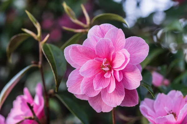 Rosa Camellia träd blommar och löv på våren — Stockfoto