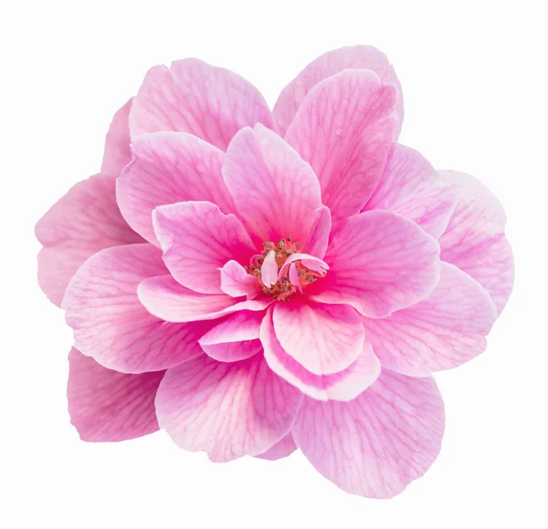 Rosa Kamelienblüte — Stockfoto