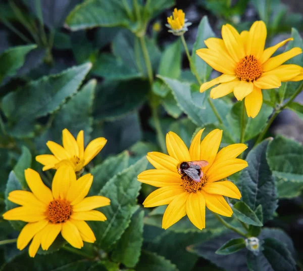 Arnica fleurit avec l'abeille — Photo