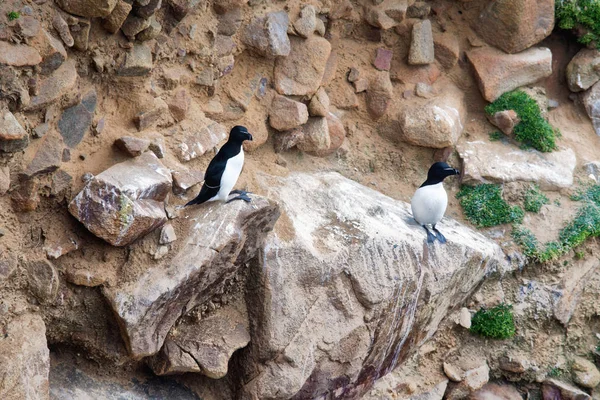 Dos navajas de afeitar en rocas en las Islas Saltee —  Fotos de Stock