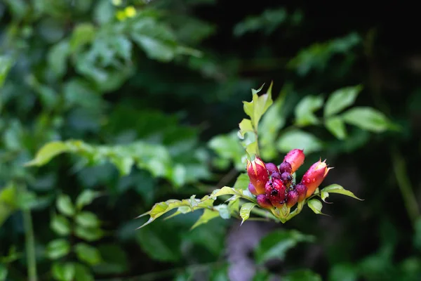 Campsis radicans virágok rovarok eső után — Stock Fotó