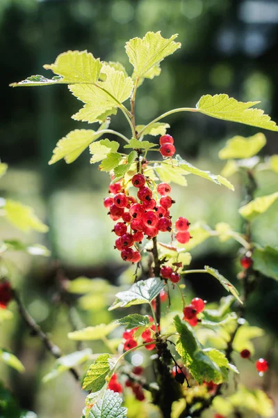 Arbusto de groselhas vermelhas com bagas — Fotografia de Stock
