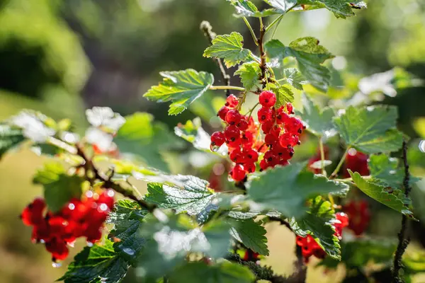 Červený rybíz s bobule — Stock fotografie