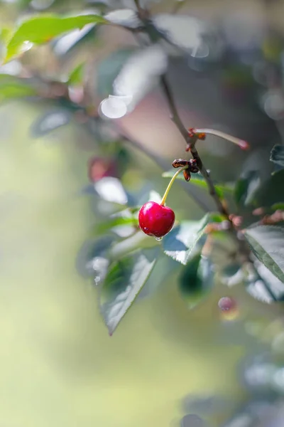 Třešeň na větvi po dešti — Stock fotografie