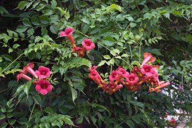 Campsis radyant blosssoms