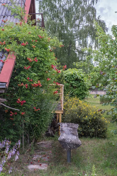 Campsis radicans buisson avec des fleurs près de la maison — Photo