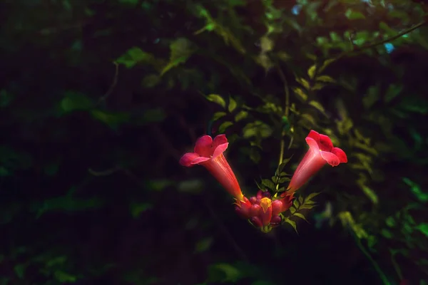 Campsis radicans florecen en la noche — Foto de Stock