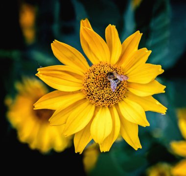 Bee on an Arnica blossom clipart