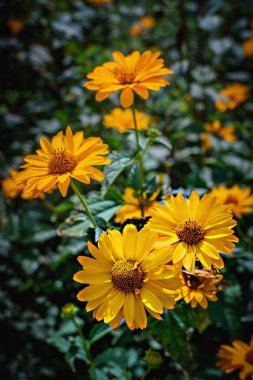 Bahçede Arnica çiçek çiçekleri