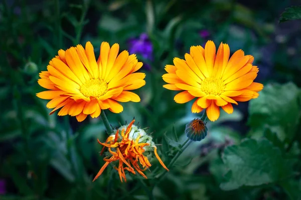 Zamknij widok kwiatów Calendula Officinalis — Zdjęcie stockowe