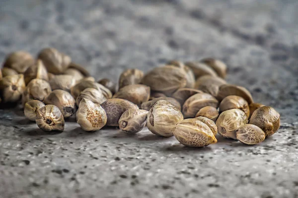 Hampafrön på en grå bakgrund — Stockfoto