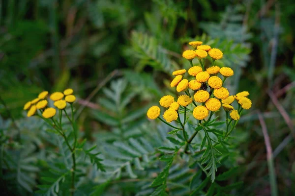 Květinové květy žluté Tansy — Stock fotografie