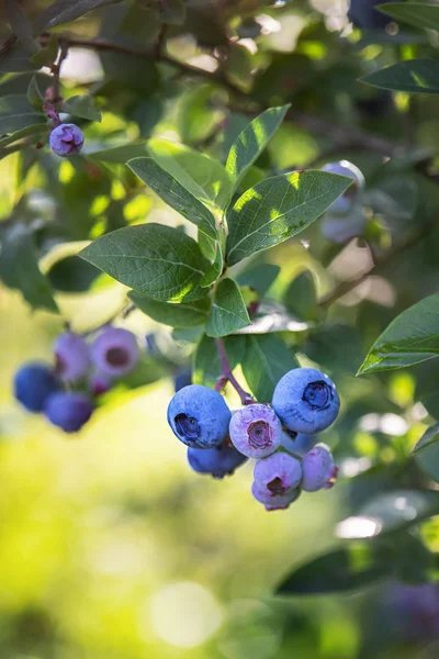 Mirtilo Vaccinium corymbosum Bluecrop . — Fotografia de Stock