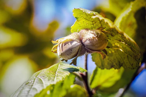 Two riped hazelnuts on a branch in autumn — Stock Photo, Image