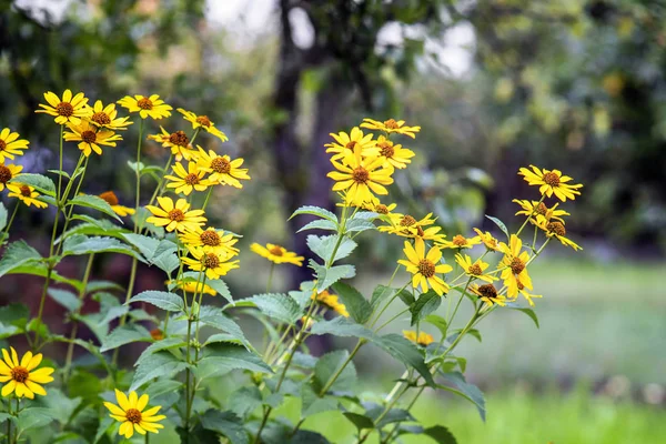 Heliopsis λουλούδια σε έναν κήπο — Φωτογραφία Αρχείου