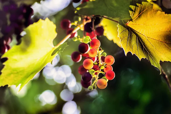 Colorful  branch of grapes in a sunset — Stock Photo, Image