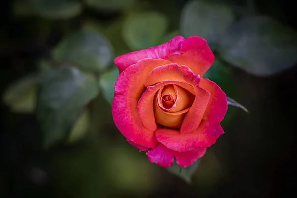 Розово-жёлтая роза — стоковое фото
