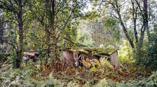 Стара зруйнована дерев'яна будівля в лісі — стокове фото