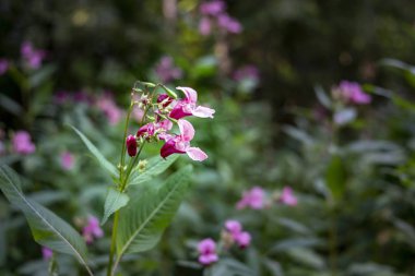 Indian Balsam wildflower in a forest clipart