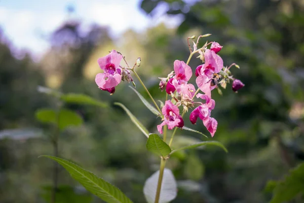 Indische Balsamwildblume in einem Wald — Stockfoto