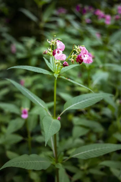 Indian Balsam wildflower in a forest — Stock Photo, Image