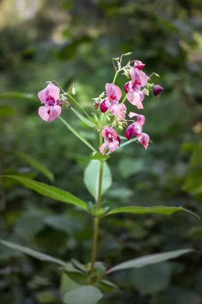 Fiordaliso indiano in una foresta — Foto Stock