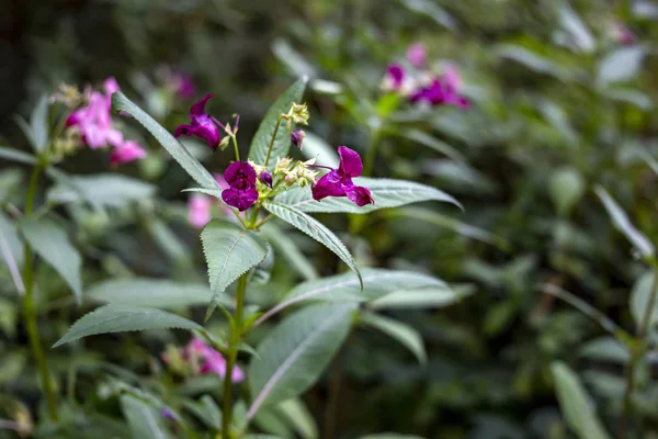 Bir ormanda Hint Balsam kır çiçeği