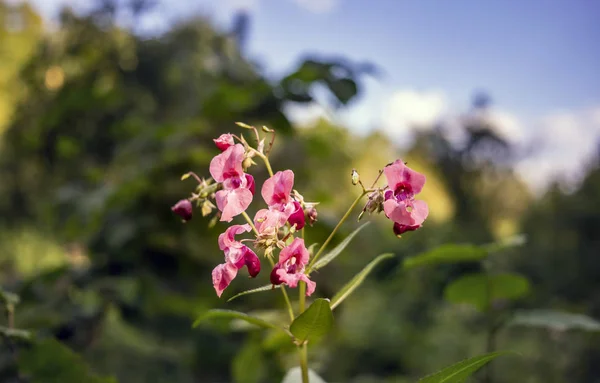 Bálsamo indio flor silvestre en un bosque —  Fotos de Stock