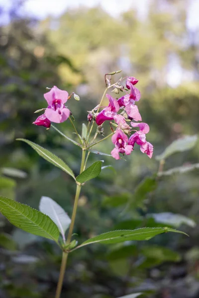 Indiai Balsam vadvirág egy erdőben — Stock Fotó