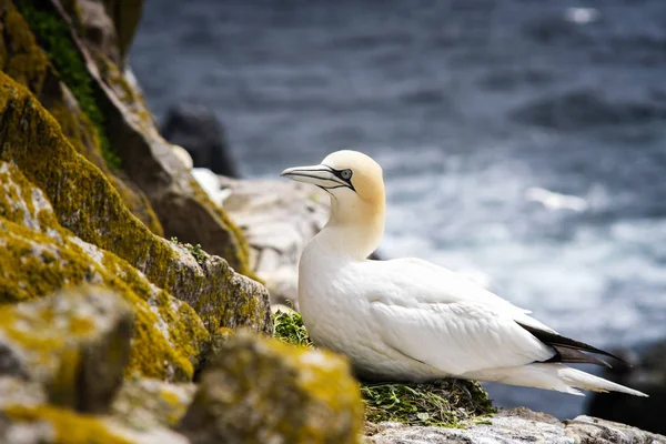 Gannet sentado en un nido en las rocas en la isla de Saltee —  Fotos de Stock