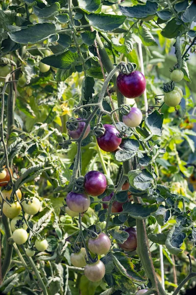 Odvětví rajčat v Bing Cherry — Stock fotografie