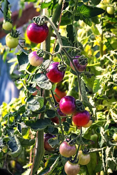 Odvětví rajčat v Bing Cherry — Stock fotografie